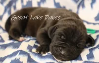 Black Boy , a male Great Dane for sale in Allendale, MI – 3 of 3