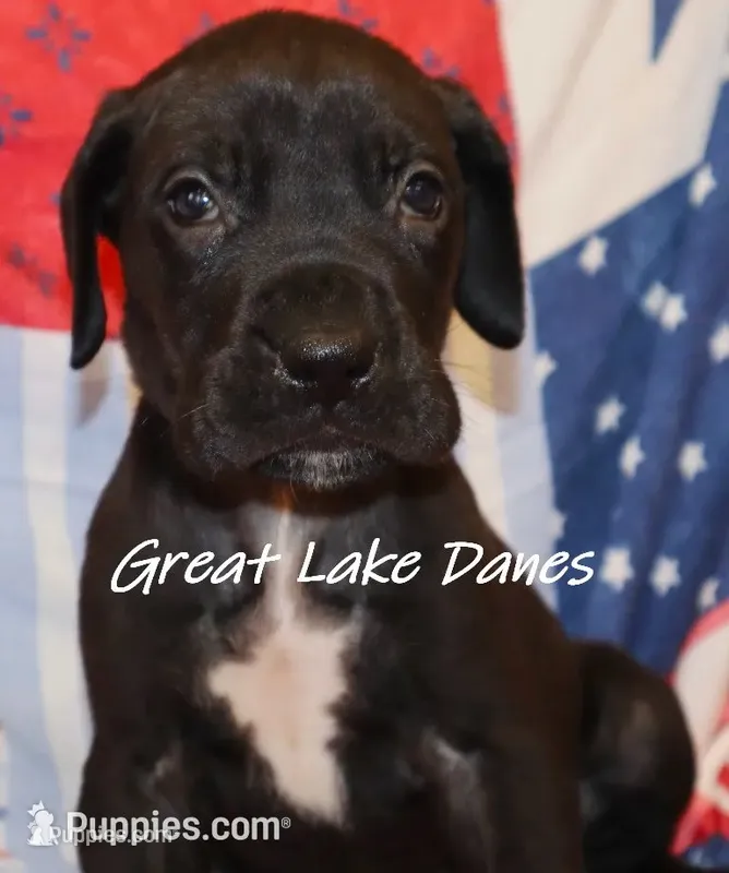 Blue Collar Girl Black – Great Dane puppy for sale in Allendale, MI