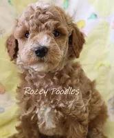Papaya's Blue Boy , a male Poodle - Toy  for sale in Allendale, MI – 1 of 4