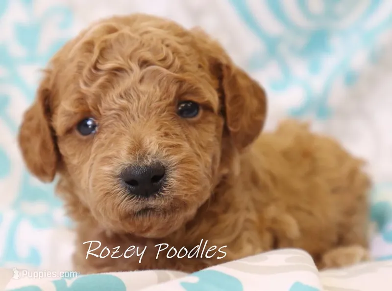 Blue Collar Boy Cherry Pup  – Poodle - Toy  puppy for sale in Allendale, MI