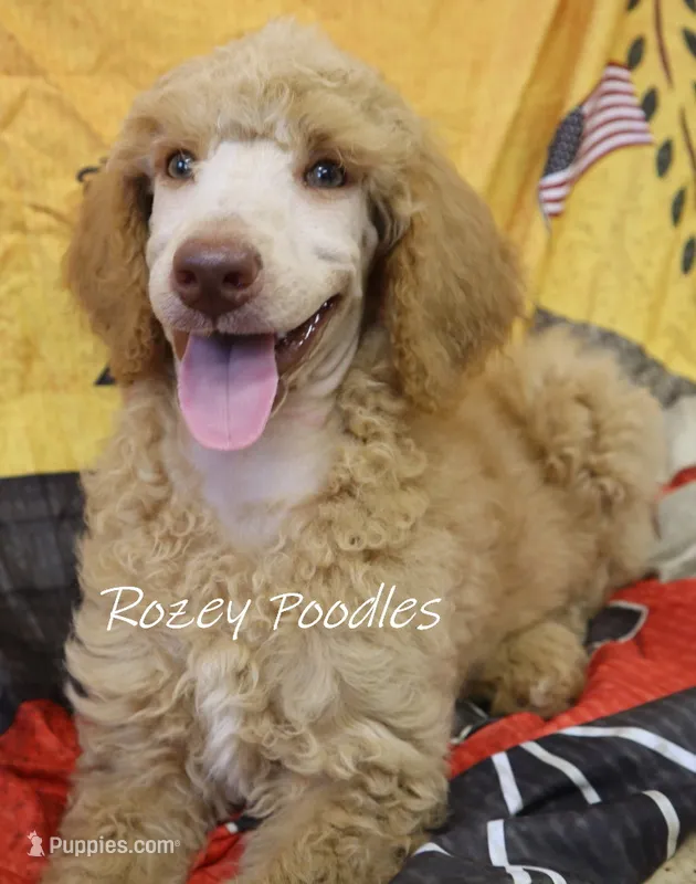 Dior's Blue Collar Girl  – Poodle - Standard  puppy for sale in Allendale, MI