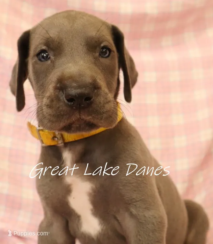 Yellow Collar Girl  – Great Dane puppy for sale in Allendale, MI
