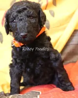 Prada's Black Boy , a male Poodle - Standard  for sale in Allendale, MI – 4 of 4
