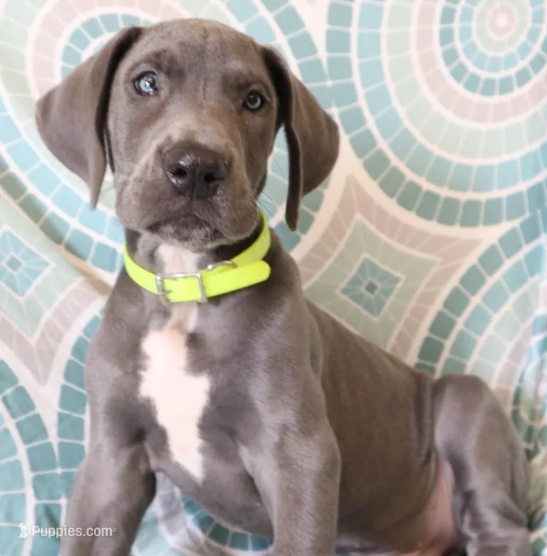 Blue Boy  – Great Dane puppy for sale in Allendale, MI