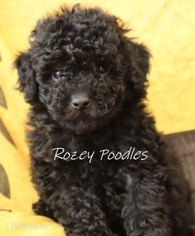 Black Boy  – Poodle - Toy  puppy for sale in Allendale, MI