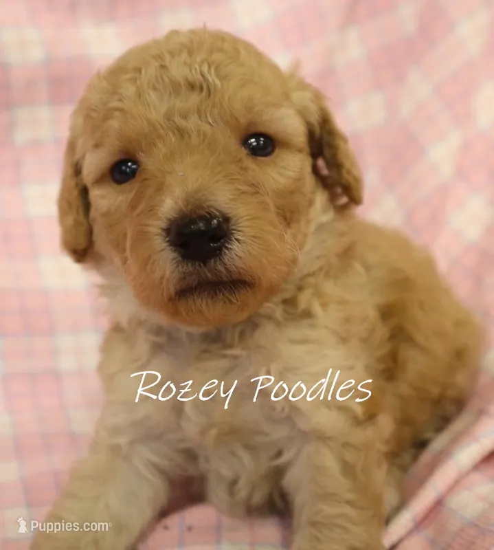 Apricot's Blue Collar Boy  – Poodle - Toy  puppy for sale in Allendale, MI