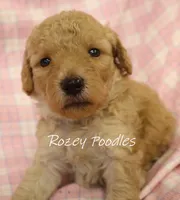 Apricot's Blue Collar Boy , a female Poodle - Toy  for sale in Allendale, MI – 1 of 5