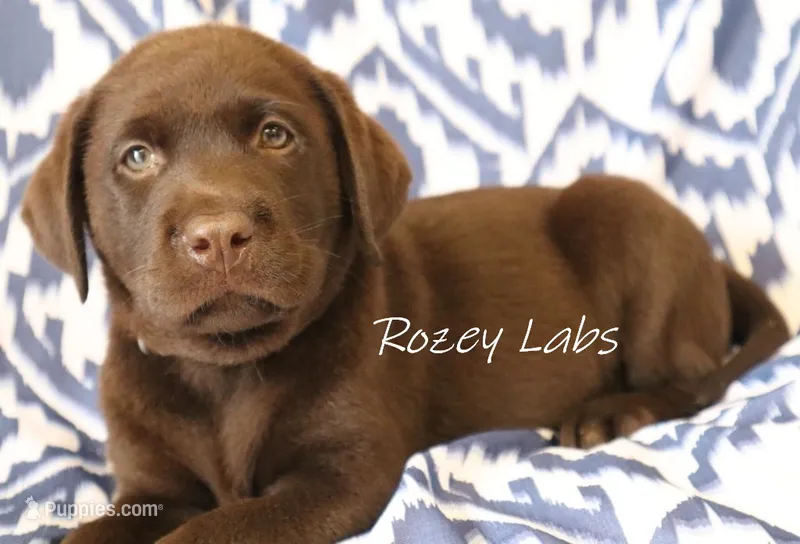 English Chocolate Lab Male  – Labrador Retriever puppy for sale in Allendale, MI