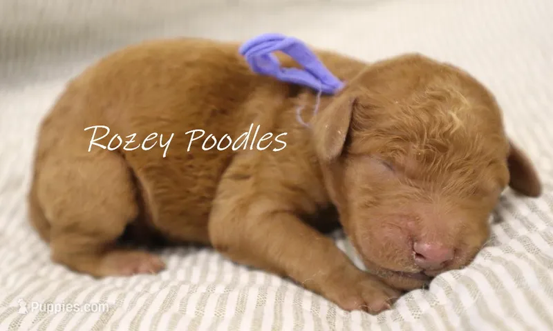 Dior's Blue Collar Boy  – Poodle - Standard  puppy for sale in Allendale, MI