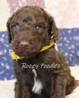 Yellow Boy-- Mary Jane , a male Poodle - Standard  for sale in Allendale, MI – 1 of 3