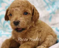 Blue Collar Boy Cherry Pup , a male Poodle - Toy  for sale in Allendale, MI – 4 of 4