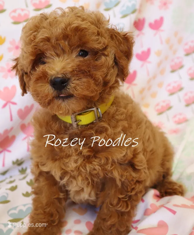 Cinnamons Yellow Boy  – Poodle - Toy  puppy for sale in Allendale, MI