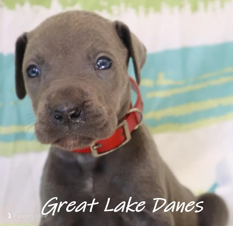 Red Collar Girl-Blue Girl  – Great Dane puppy for sale in Allendale, MI
