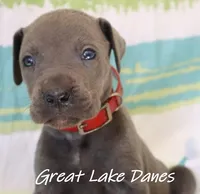 Red Collar Girl-Blue Girl , a female Great Dane for sale in Allendale, MI – 1 of 4