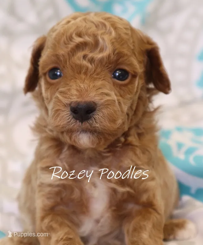 Yellow Collar Boy Cherry Pup  – Poodle - Toy  puppy for sale in Allendale, MI