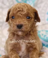 Yellow Collar Boy Cherry Pup , a male Poodle - Toy  for sale in Allendale, MI – 1 of 3