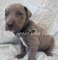 Aurora's Blue Girl , a female Great Dane for sale in Allendale, MI – Photo 2 of 5