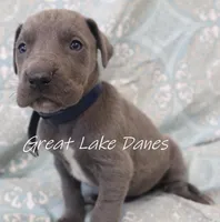 Aurora's Blue Girl , a female Great Dane for sale in Allendale, MI – Photo 1 of 5