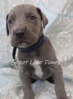Aurora's Blue Girl , a female Great Dane for sale in Allendale, MI – Photo 5 of 5