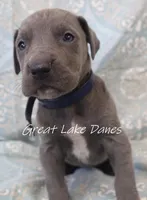 Aurora's Blue Girl , a female Great Dane for sale in Allendale, MI – Photo 4 of 5