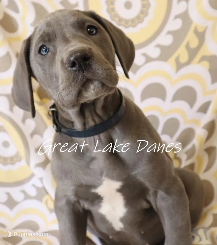 Aurora's Blue Girl  – Great Dane puppy for sale in Allendale, MI