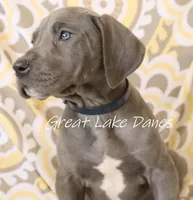 Aurora's Blue Girl , a female Great Dane for sale in Allendale, MI – Photo 2 of 4
