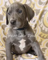 Aurora's Blue Girl , a female Great Dane for sale in Allendale, MI – Photo 3 of 4