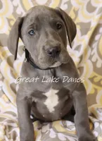 Aurora's Blue Girl , a female Great Dane for sale in Allendale, MI – Photo 4 of 4