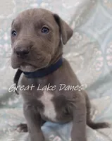 Aurora's Blue Girl , a female Great Dane for sale in Allendale, MI – Photo 3 of 5