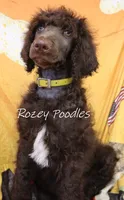 Yellow Boy-- Mary Jane , a male Poodle - Standard  for sale in Allendale, MI – 3 of 6