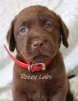 Full English- Red Collar Girl , a female Labrador Retriever for sale in Allendale, MI – 1 of 6