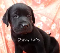 AKC English Black Lab Female , a female Labrador Retriever for sale in Allendale, MI – 2 of 5
