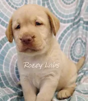 English Yellow, a male Labrador Retriever for sale in Allendale, MI – 4 of 8