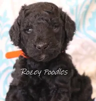 Orange Collar Boy Juliet Pup , a male Poodle - Miniature  for sale in Allendale, MI – 2 of 2