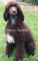 Marcus , a male Poodle - Standard  for sale in Allendale, MI – 8 of 10