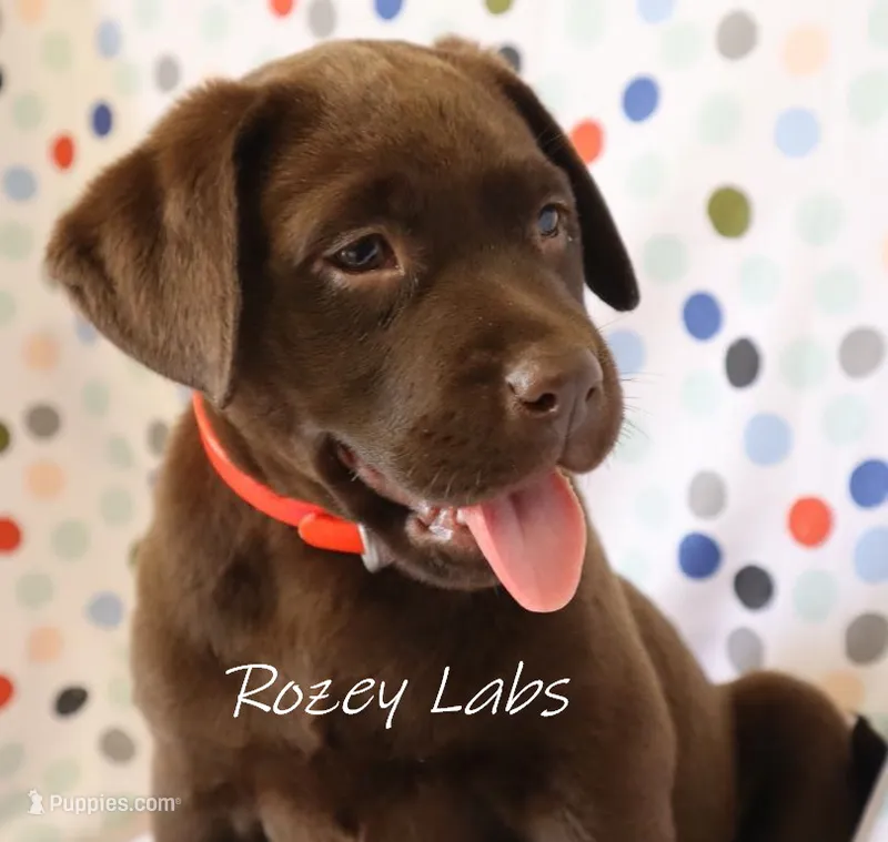 Full English Stocky- Pink Collar Girl – Labrador Retriever puppy for sale in Allendale, MI