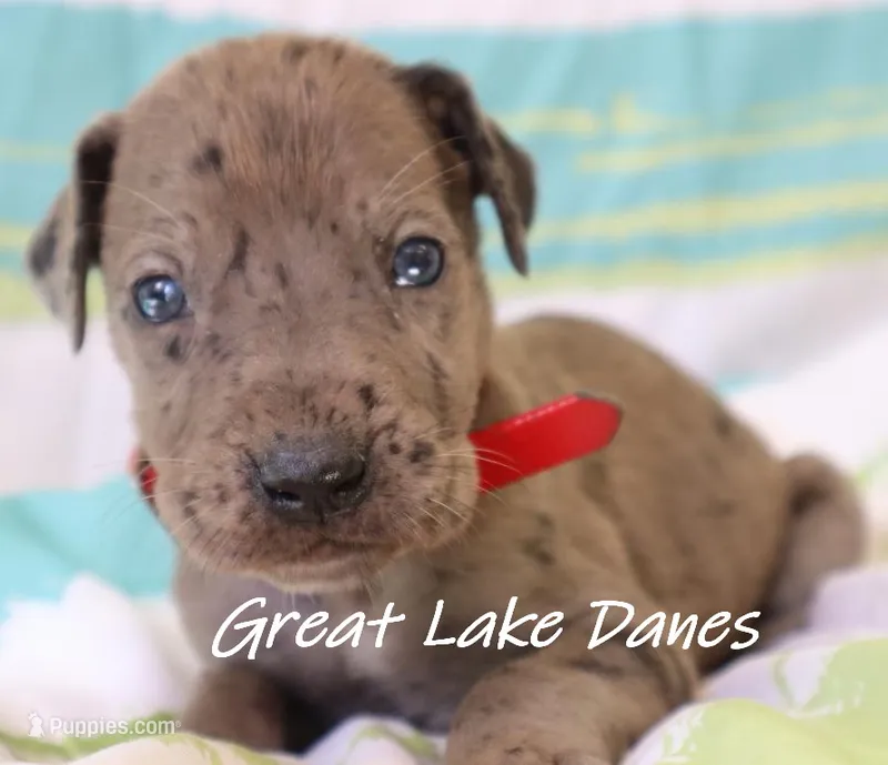 Merle--Red Girl  – Great Dane puppy for sale in Allendale, MI