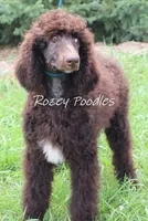 Marcus , a male Poodle - Standard  for sale in Allendale, MI – 6 of 10