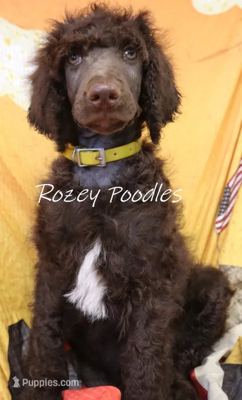 Yellow Boy-- Mary Jane  – Poodle - Standard  puppy for sale in Allendale, MI