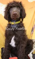 Yellow Boy-- Mary Jane , a male Poodle - Standard  for sale in Allendale, MI – 1 of 6