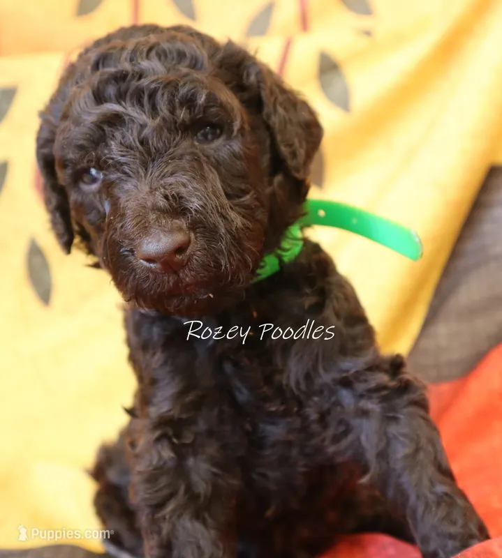 Prada's Green Boy  – Poodle - Standard  puppy for sale in Allendale, MI
