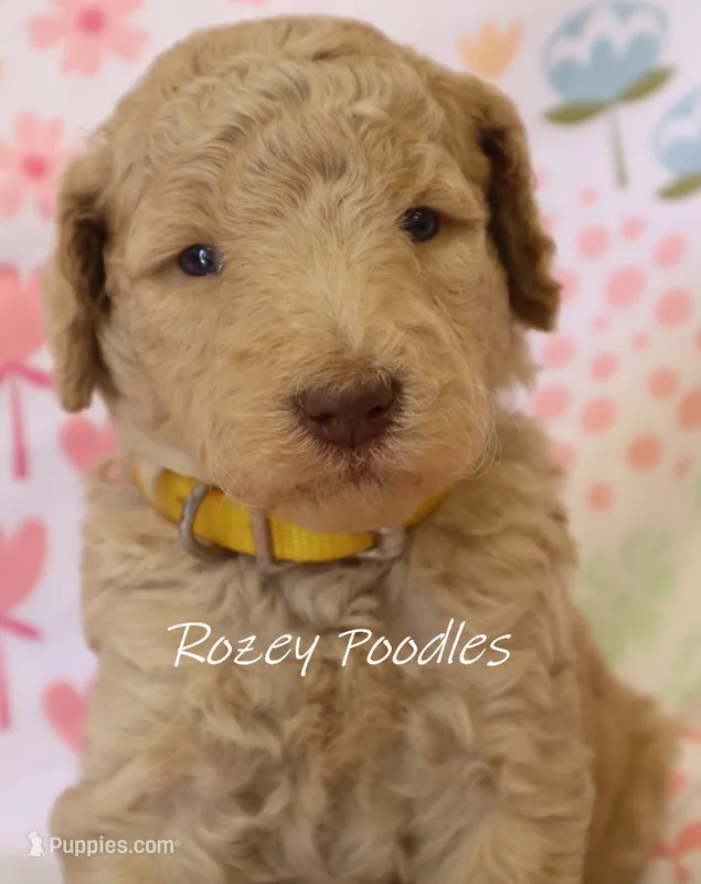 Dior's Yellow Collar Girl  – Poodle - Standard  puppy for sale in Allendale, MI