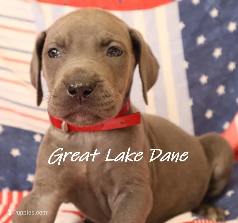 Red Collar Girl-Blue Girl  – Great Dane puppy for sale in Allendale, MI