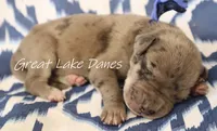 Merle--Blue Collar , a female Great Dane for sale in Allendale, MI – 2 of 4