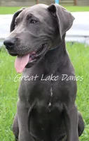 Juliet , a female Great Dane for sale in Allendale, MI – 2 of 5