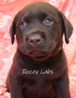 English Chocolate Lab Male , a male Labrador Retriever for sale in Allendale, MI – 5 of 9