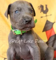Green Collar Girl , a female Great Dane for sale in Allendale, MI – 3 of 7