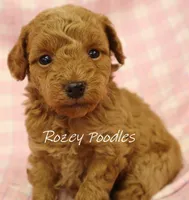 Apricot's Green Collar Boy , a female Poodle - Toy  for sale in Allendale, MI – 2 of 4