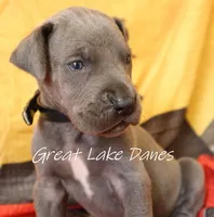 Blue Collar Girl , a female Great Dane for sale in Allendale, MI – 3 of 4