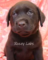 English Chocolate Lab Male , a male Labrador Retriever for sale in Allendale, MI – 6 of 9